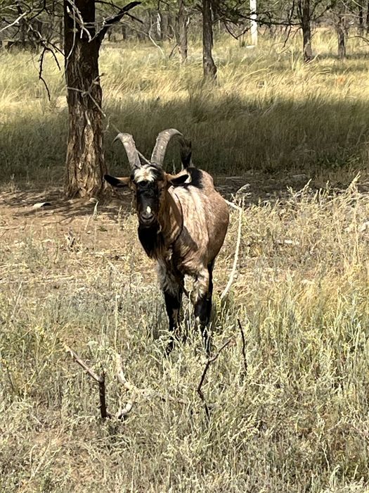 козел. теке