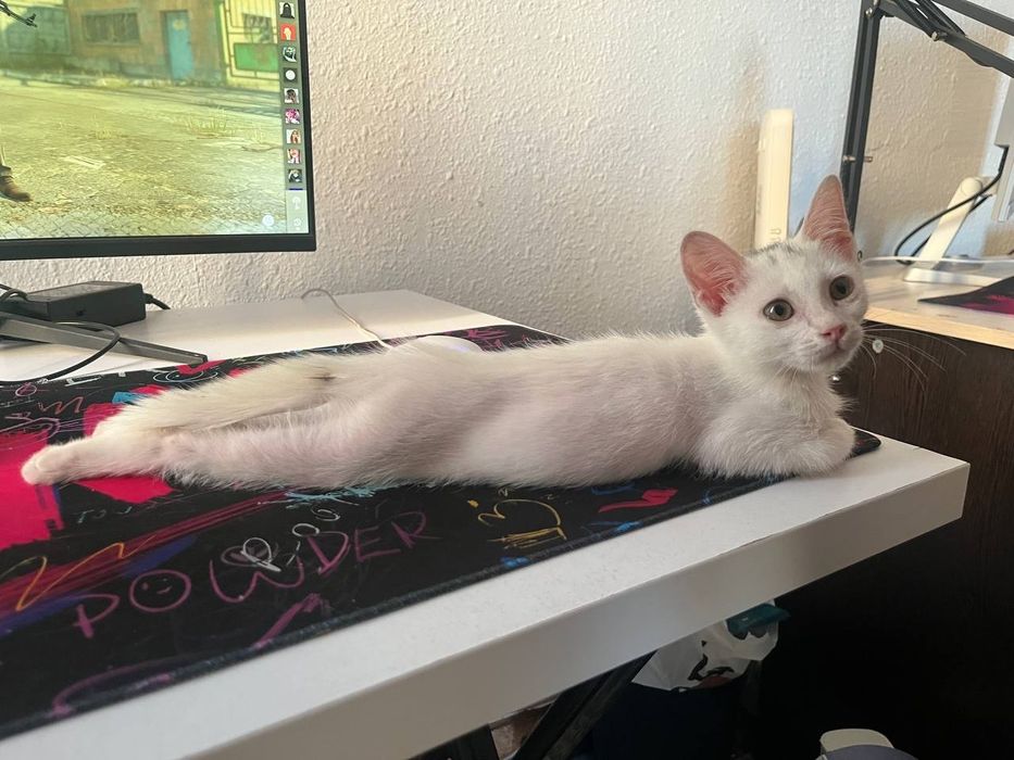 Котёнок в хорошие руки