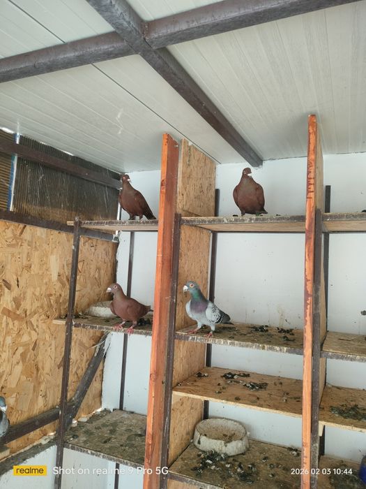 Vând porumbei voiajori stil vechi și voiajori roșii de București..