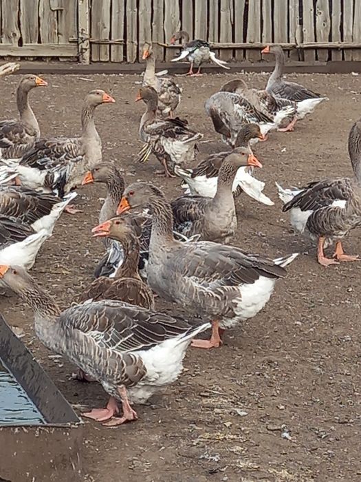 Яйца гусиные, пешите вотцап.