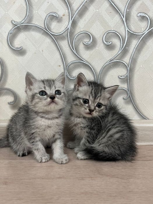 Котенке мысыктар