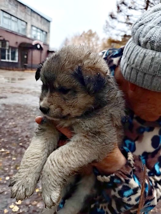 Щенки отдаются в добрые руки