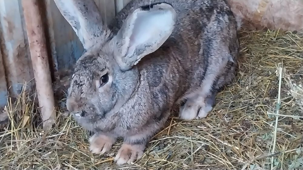 Iepuri uriaș german