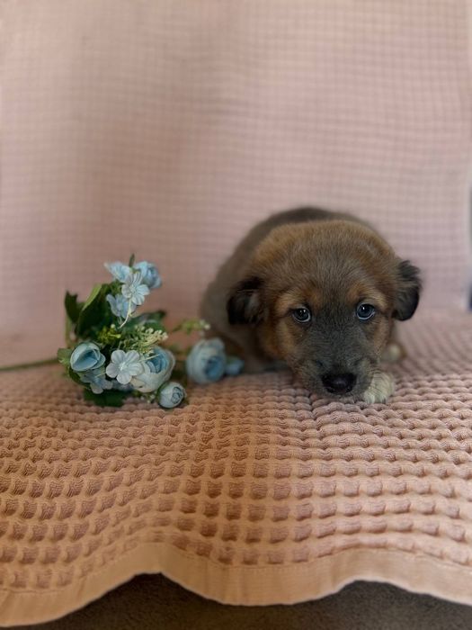 Щенята, домашние, привитые с паспортами, отдаём по договору.