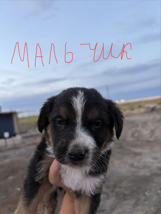 Продам щенят алабая