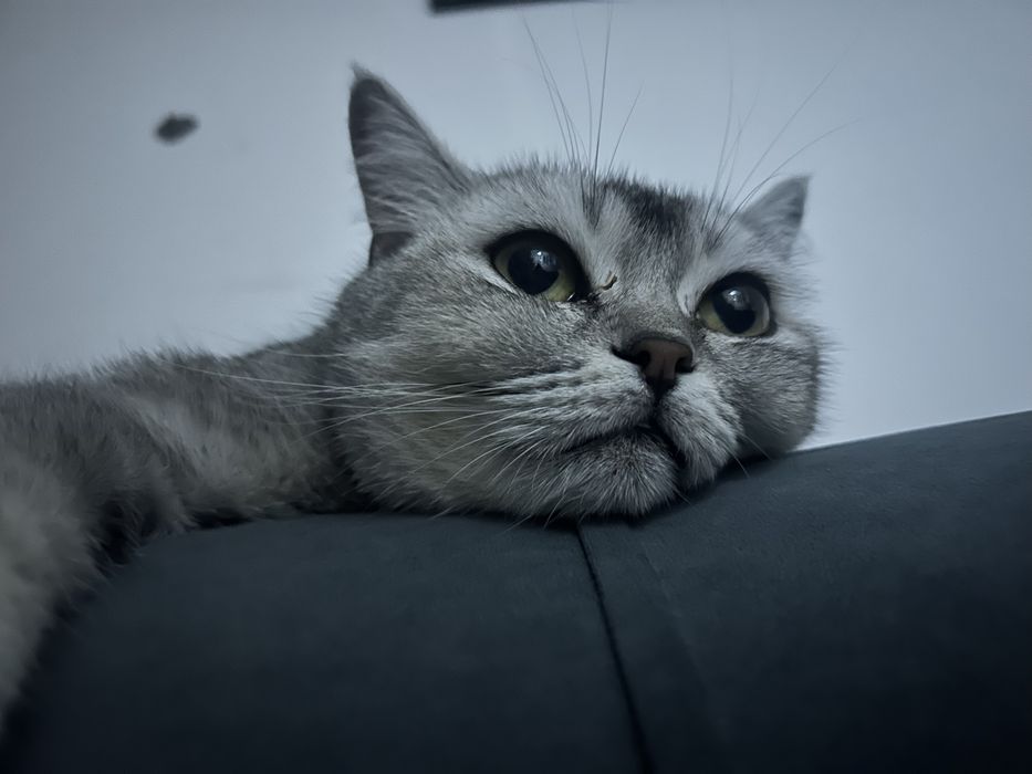 Отдам кошку в добрые руки