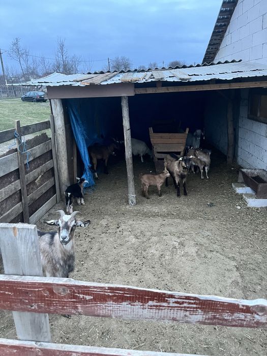 Vand 6 capre ci iezi