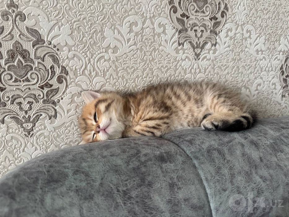 Shinshilla qiz bola
