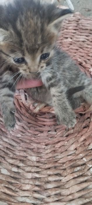 отдам котят в добрые руки