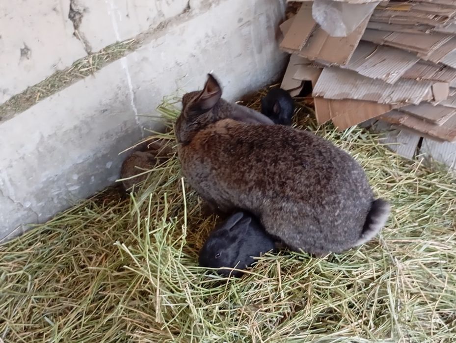 Қуйон ва болалари сотилади ва алмаштирилади