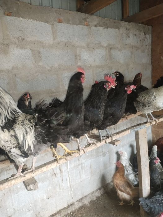 Продам петушков молодых