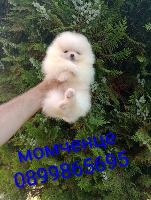 Бели мини Померани!