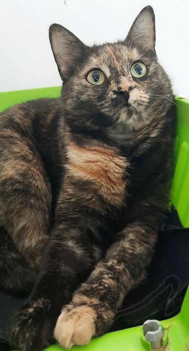 Търся дом за Ная на 2,5 години, кастрирана