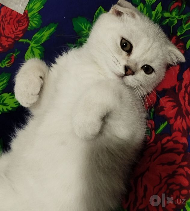 Scottish fold silver-3 oylik