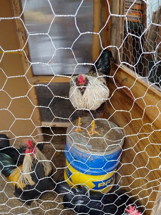 Петли на осем месеца