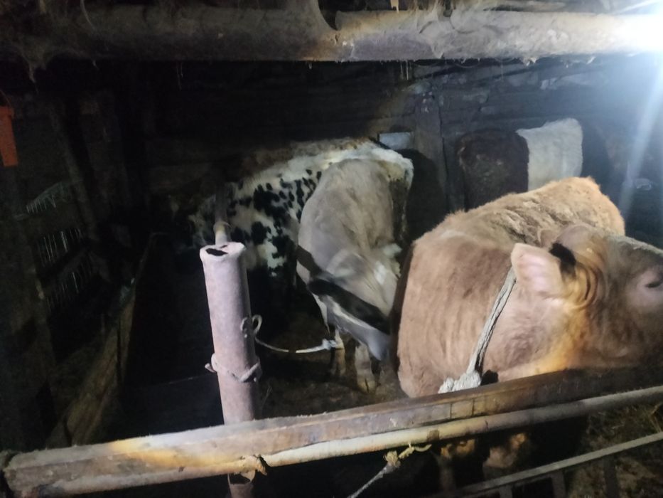 Откорм букалар сатылады