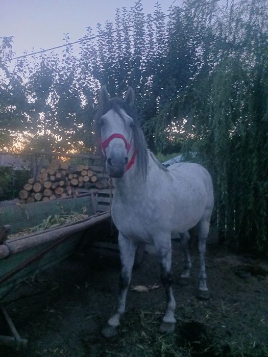 cal de vânzare talie mare