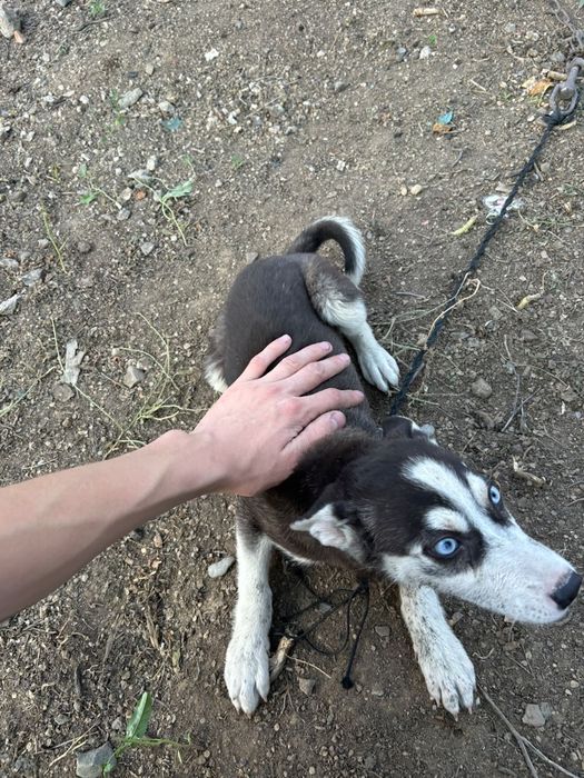 Щенок хаски ищет дома