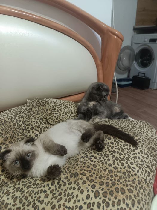 Вислоухие котята