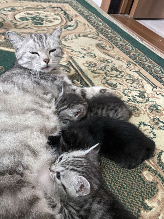 Продам британских котят