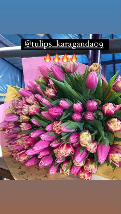 Голландские тюльпаны оптом