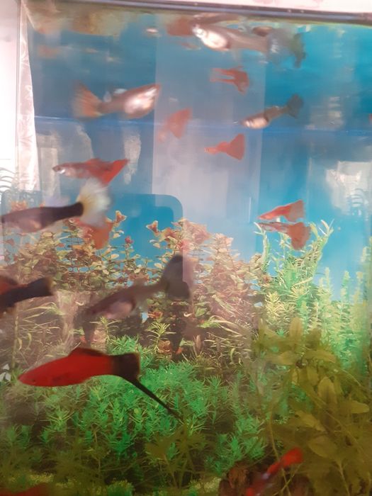 Продам аквариумных рыбок.