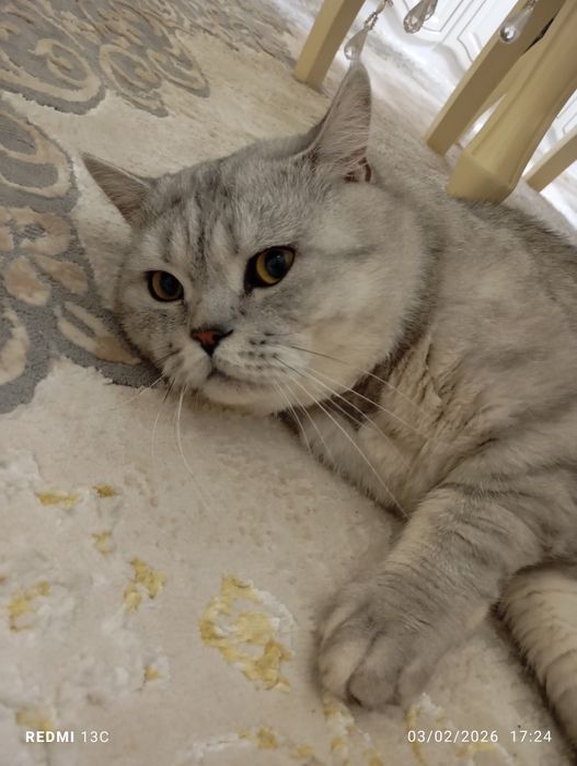 Вязка Британиский шиншила