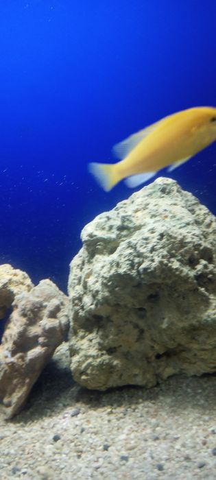 Цыхлидла сотилади срочно