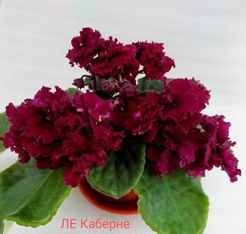 Продаю фиалки и детки