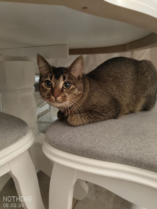 Donez pisică urgent