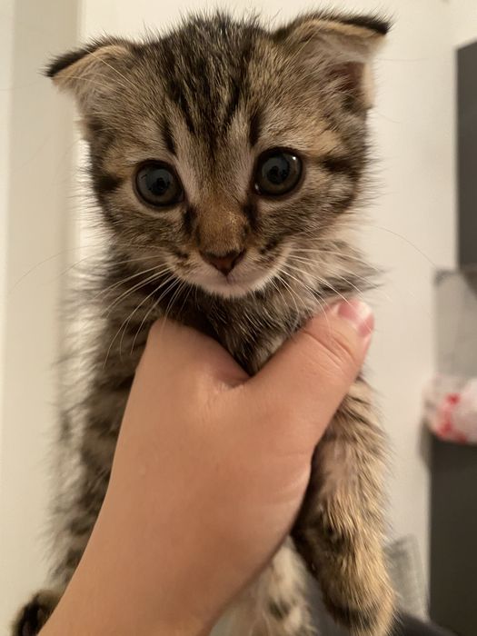 Отдаём ласковых котят в добрые руки