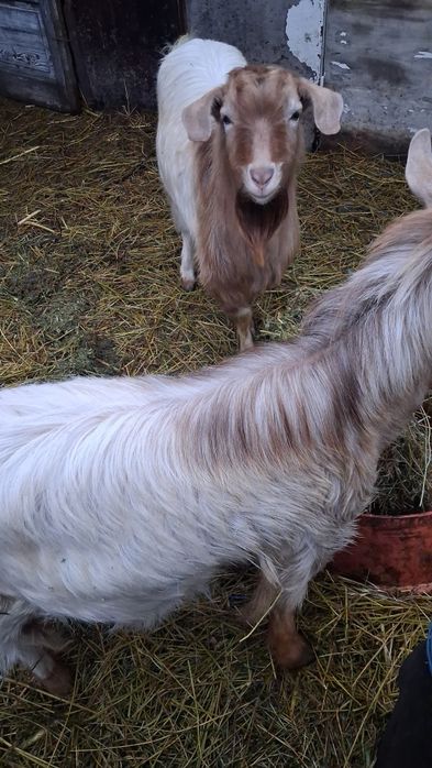 Tap  1 an mama sanen cu alpin francez