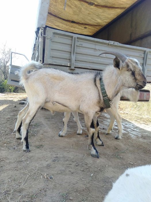 Козёл альпийский чистокровный