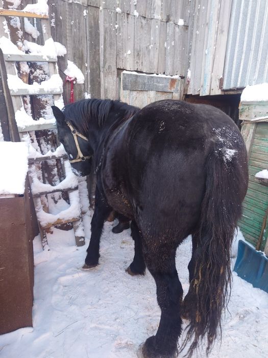 Лошадь согым байтал