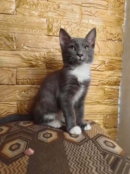 Котята ласковые и домашние