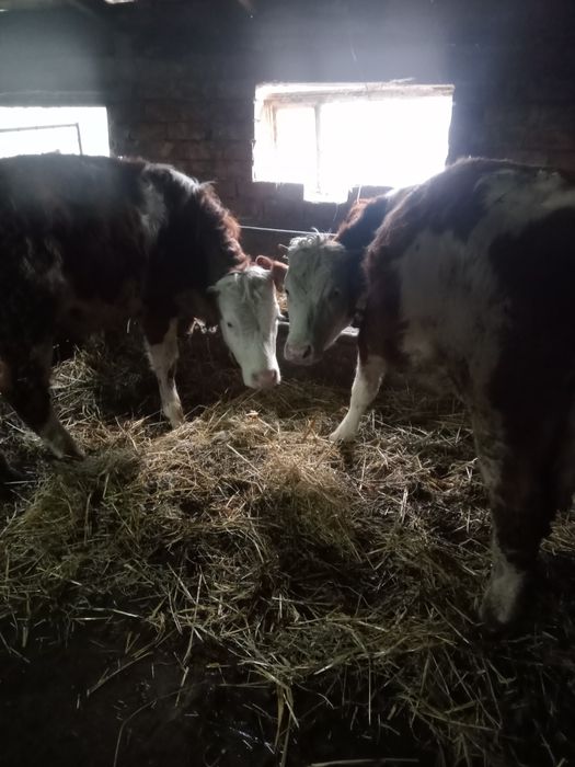 Vînd 3 vițele de un an