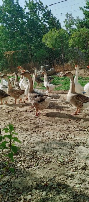 Гуси породы Пекин и Линда.