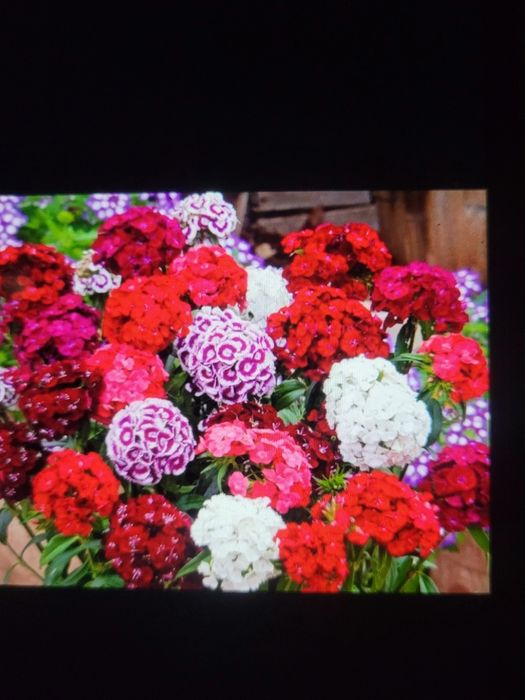 Продам рассаду овощей и цветов