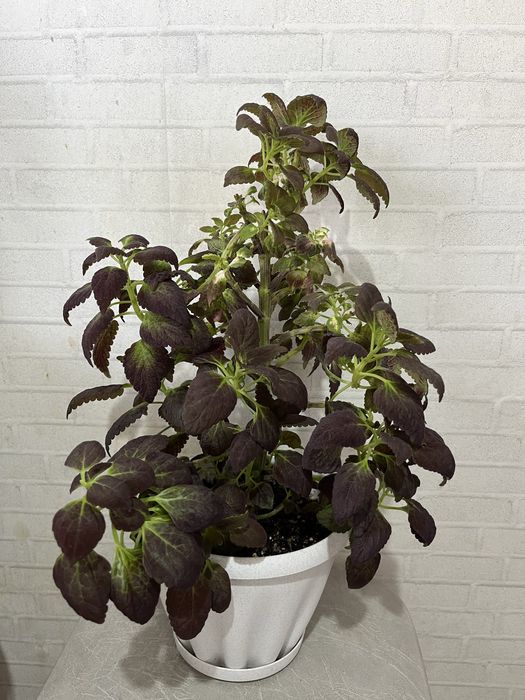 Колеус, шефлера