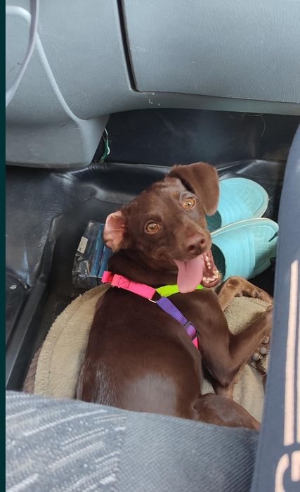 Собака в добрые руки