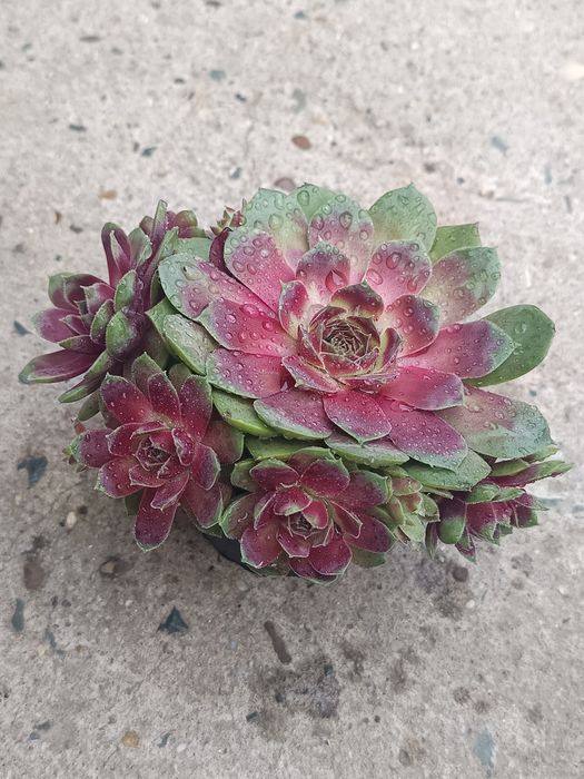 Cactuși, suculente și suculente de exterior