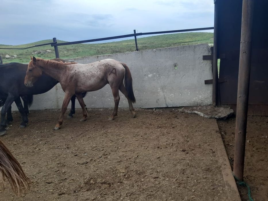 Продаются лошади