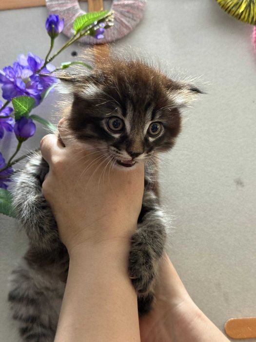 Котята Скоттиш страйт и фолд