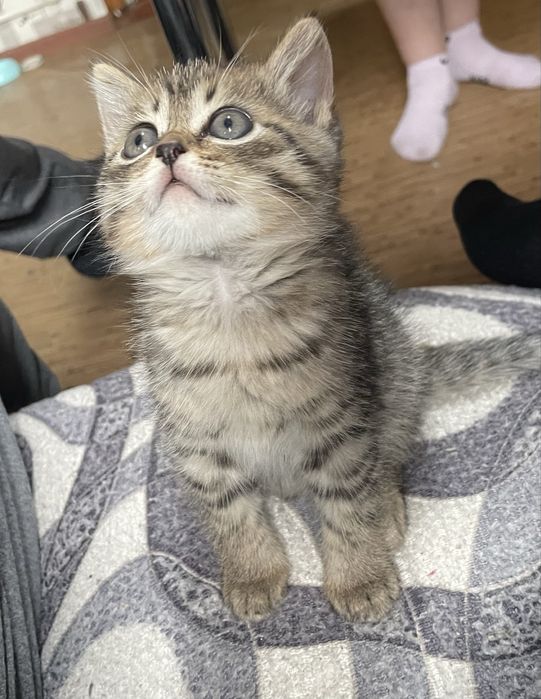 Котенок девочка от британки