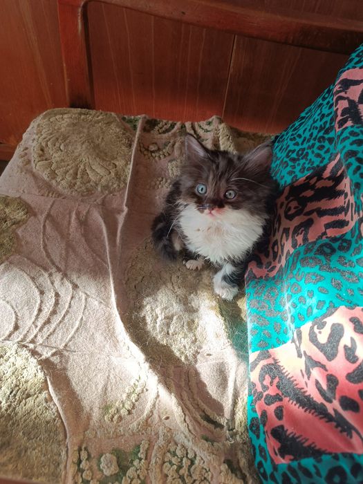 Продаются котята недорого 200.000 звоните