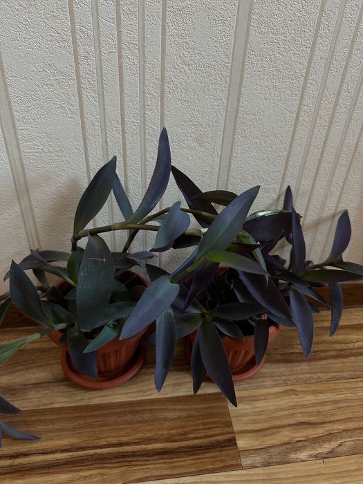 Традесканция бледная 'Purpurea'