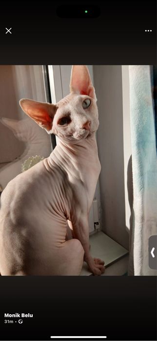 Vand pui de Sphynx