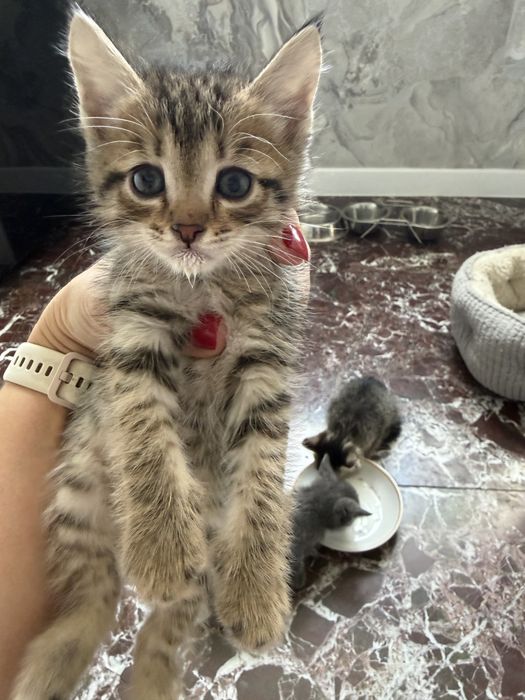 Отдам котят !В добрые руки!