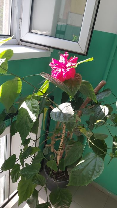 Роза цветок комнатный