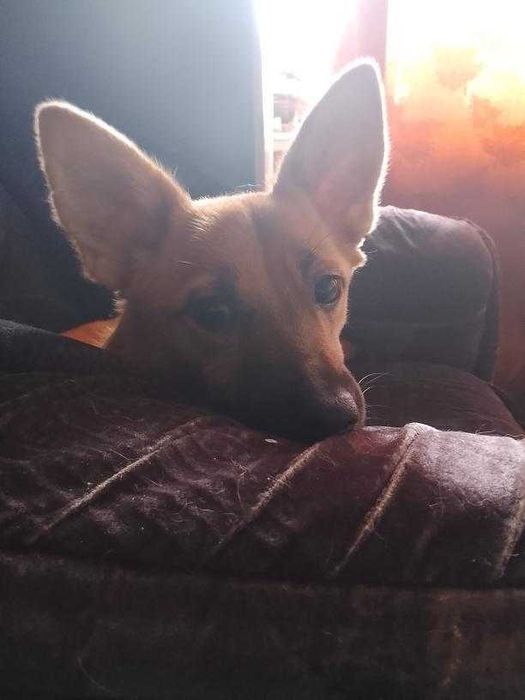 Отдам Собачку в хорошие руки !